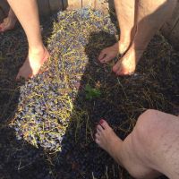 STOMP SOME GRAPES IN PROVENCE