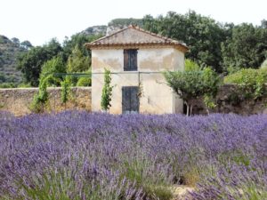 lavender_field_Lourmarin.jpg