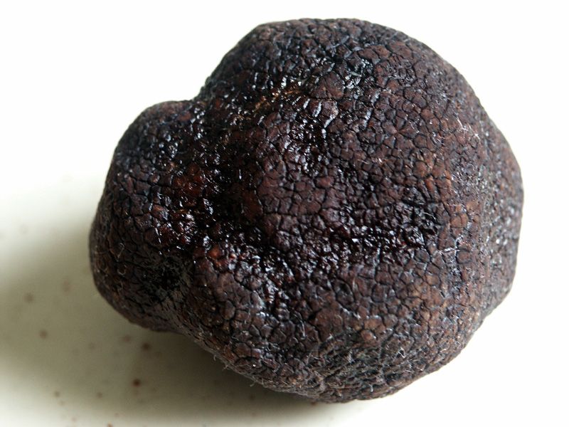 Truffe01.jpg