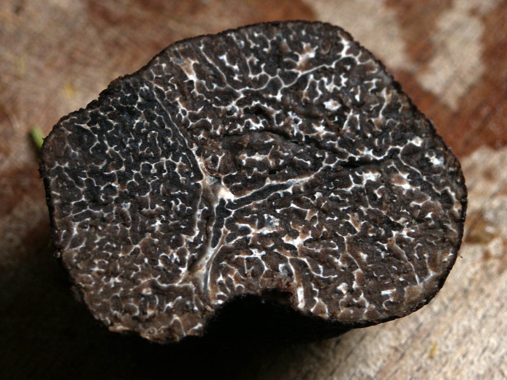 Tuber Melanosporum