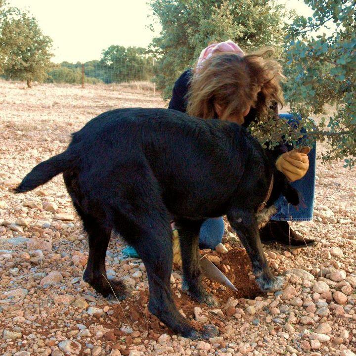 Truffle+Dog.jpg