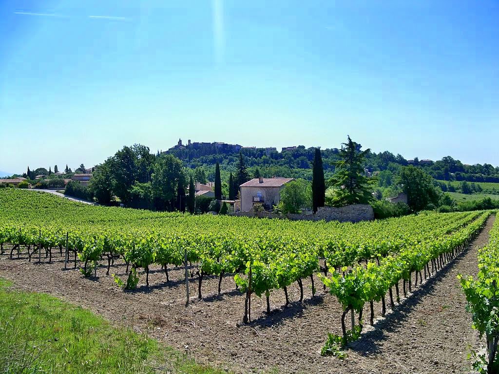 1024px-Vignes_à_Pierrevert