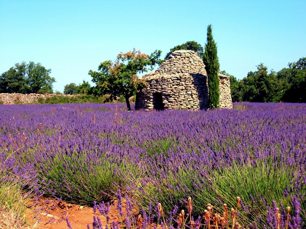 Field of Lavender in the Luberon on the way to Manosque