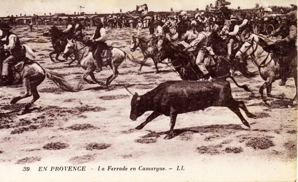 Postcard depicting the "branding" of the bulls in Camargue
