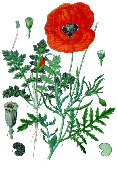 Papaver_rhoeas_-_Köhler–s_Medizinal-Pflanzen-101