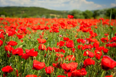 WHILE WAITING FOR PROVENCE'S LAVENDER SEASON, ENJOY THOSE GORGEOUS ...