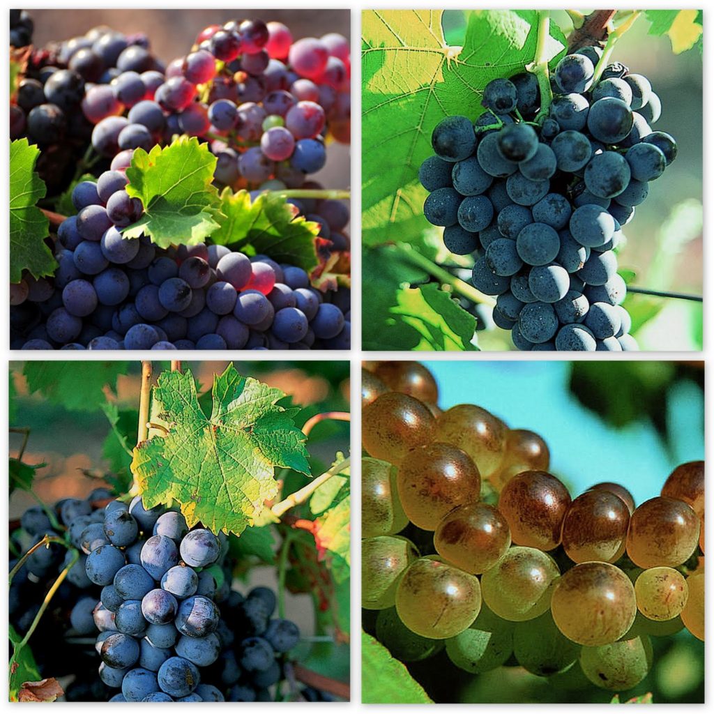 Grape Varieties (Clockwise from top left - Grenache, Syrah, Rolle, Cinsault) Photo: Francois Millo/CIVP