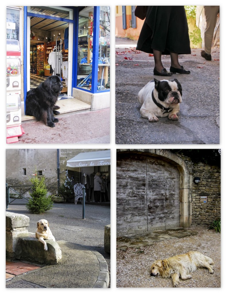 Dogs+in+Provence.jpg