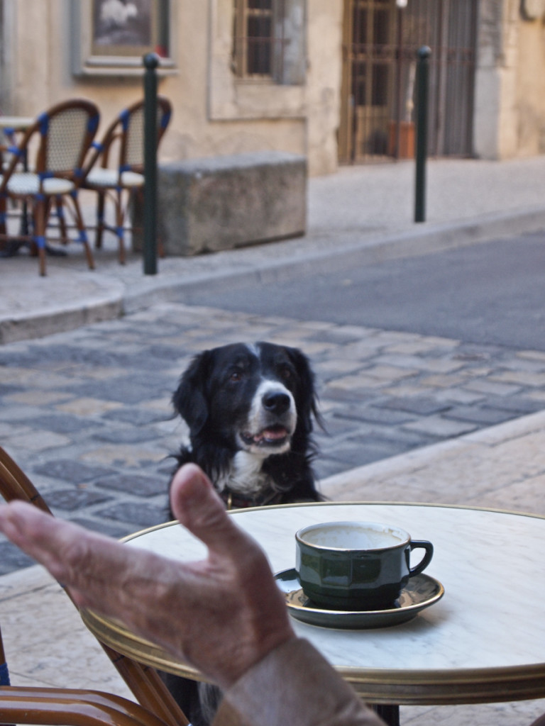 Dogs_in_Provence (1 of 1)-28
