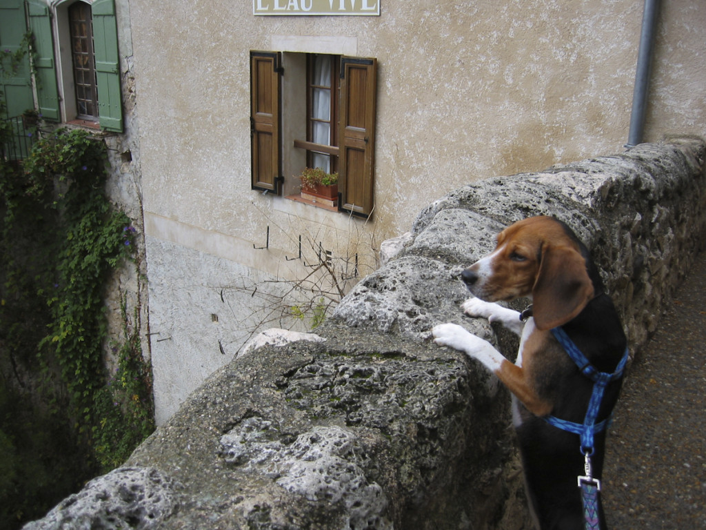 Dogs_in_Provence (1 of 1)-57