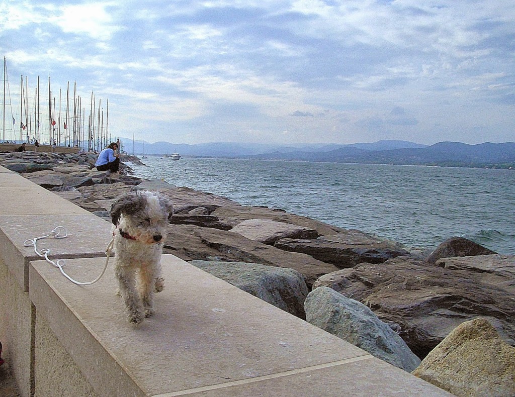 D'Agneau sports a new leash to match the sailing theme of the day. The Gulf of Saint Tropez Photo by Pamela J. O'Neill