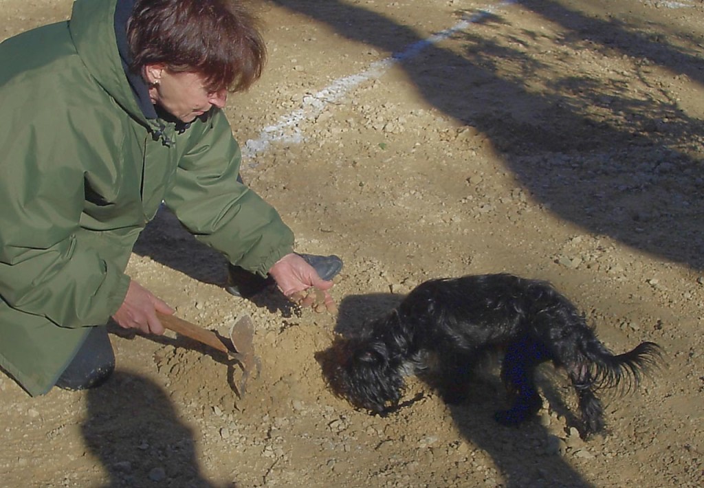 Chika, the top truffle dog! Photos by Pamela J. O'Neill