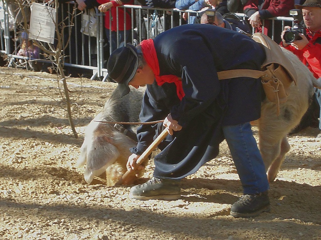 Pépette demonstrates how to root for truffles.  Photos by Pamela J. O'Neill