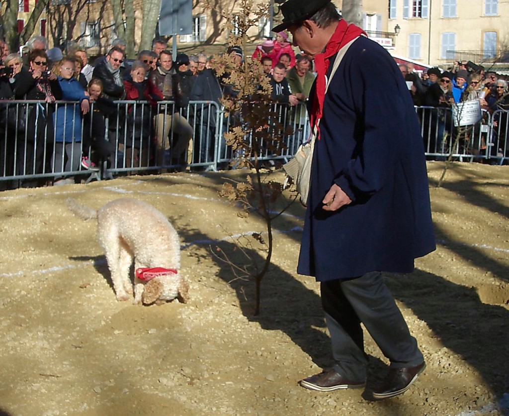 A contestant in Le Concours de Chiens Photo by Pamela J. O'Neill 