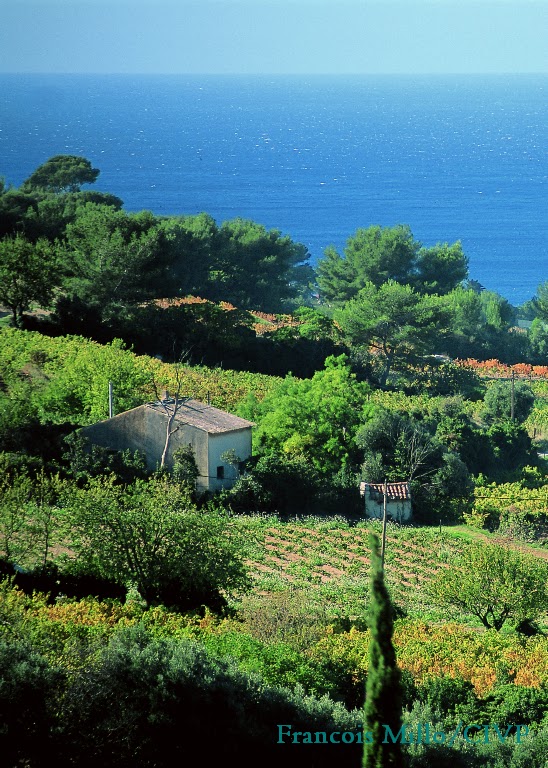 Cotes+de+Provence+La+Londe+03.jpg