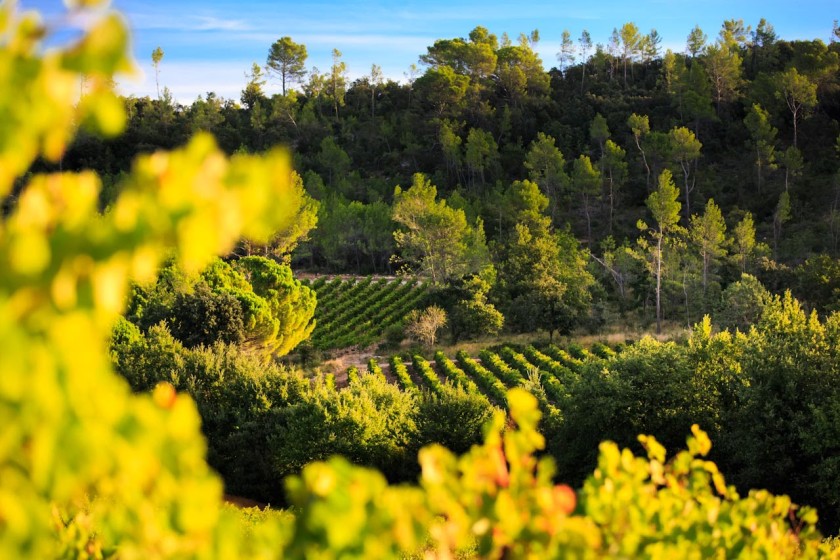 Nos vins rosés AOP Luberon en Provence