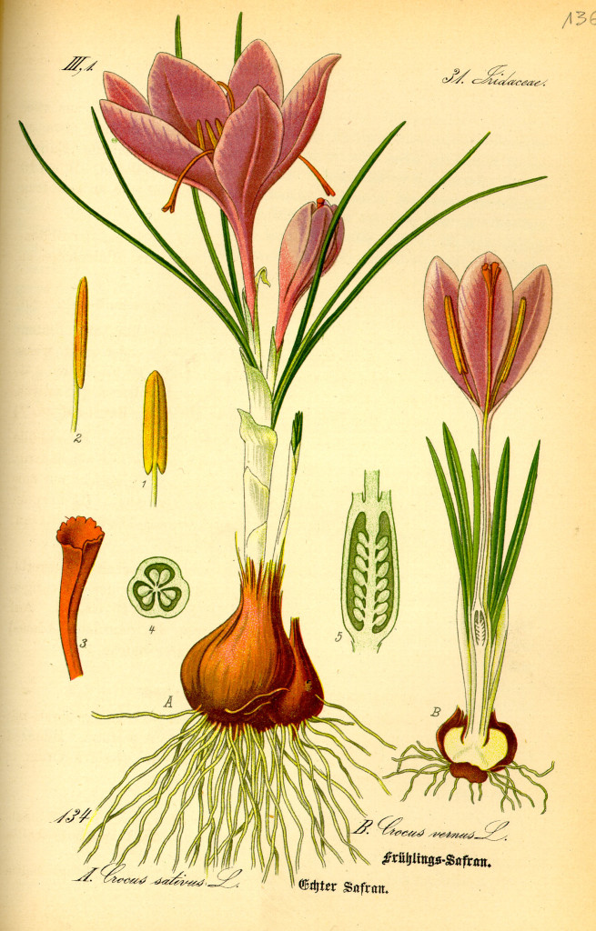 Illustration_Crocus_vernus0