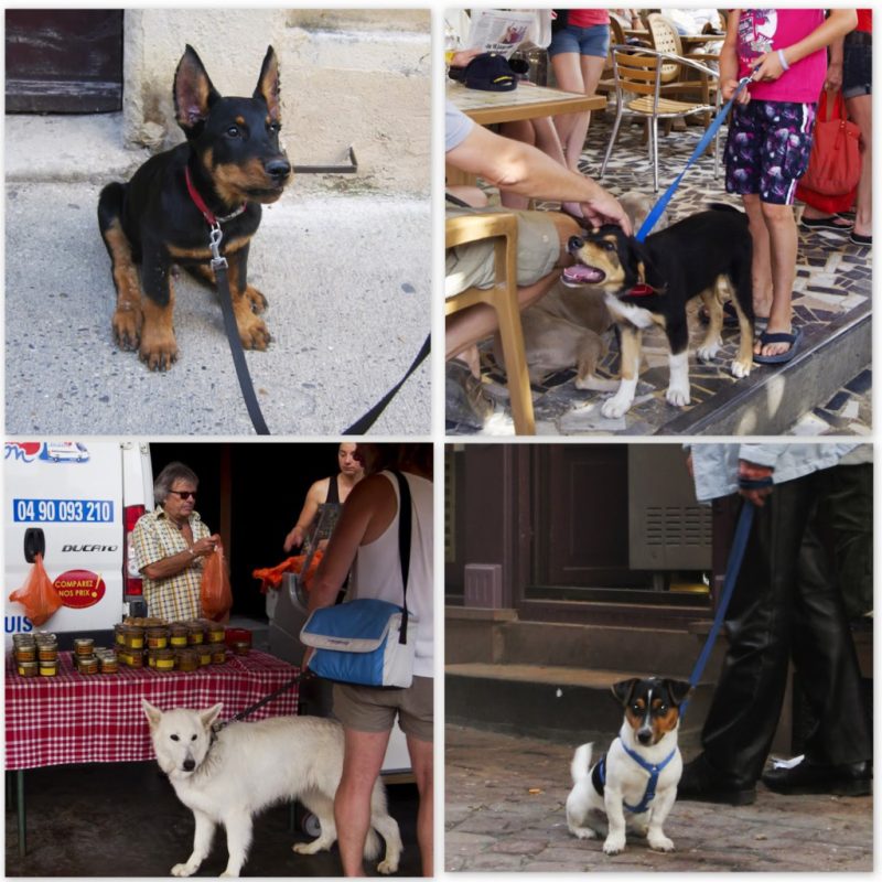 Dogs+in+Provence1.jpg